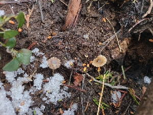  ( - FDS-CA-03580)  @11 [ ] by-nc (2024) Fresno Mycology Society Fungal Diversity Survey