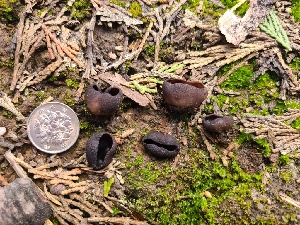  ( - FDS-CA-03582)  @11 [ ] by-nc (2024) Fresno Mycology Society Fungal Diversity Survey