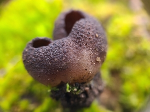  ( - FDS-CA-03582)  @11 [ ] by-nc (2024) Fresno Mycology Society Fungal Diversity Survey