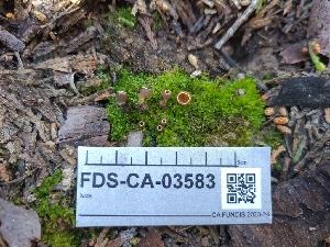  ( - FDS-CA-03583)  @11 [ ] by-nc (2024) Fresno Mycology Society Fungal Diversity Survey