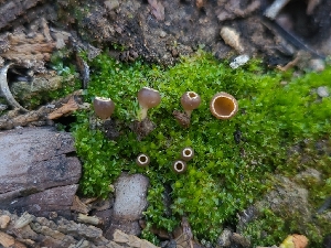  ( - FDS-CA-03583)  @11 [ ] by-nc (2024) Fresno Mycology Society Fungal Diversity Survey