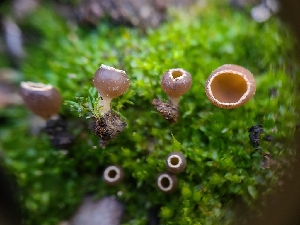  ( - FDS-CA-03583)  @11 [ ] by-nc (2024) Fresno Mycology Society Fungal Diversity Survey