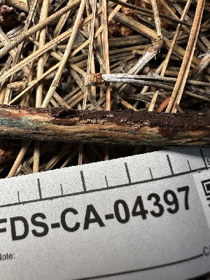  ( - FDS-CA-04397)  @11 [ ] by-nc (2024) Aaron Tupac Fungal Diversity Survey