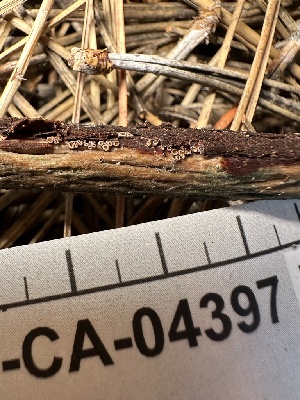  ( - FDS-CA-04397)  @11 [ ] by-nc (2024) Aaron Tupac Fungal Diversity Survey