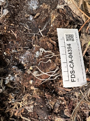  (Mycena sp. amicta-PNW14 - FDS-CA-04394)  @11 [ ] by-nc (2024) Aaron Tupac Fungal Diversity Survey