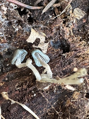  ( - FDS-CA-04394)  @11 [ ] by-nc (2024) Aaron Tupac Fungal Diversity Survey