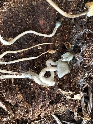  ( - FDS-CA-04394)  @11 [ ] by-nc (2024) Aaron Tupac Fungal Diversity Survey