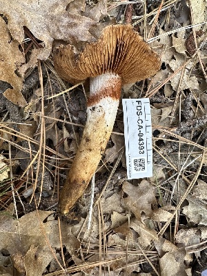  ( - FDS-CA-04393)  @11 [ ] by-nc (2024) Aaron Tupac Fungal Diversity Survey