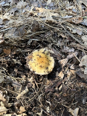  ( - FDS-CA-04393)  @11 [ ] by-nc (2024) Aaron Tupac Fungal Diversity Survey
