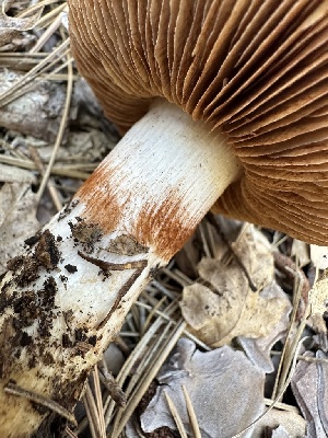  ( - FDS-CA-04393)  @11 [ ] by-nc (2024) Aaron Tupac Fungal Diversity Survey