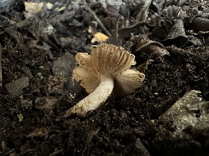  ( - FDS-CA-01657)  @11 [ ] c (2024) Rudy Diaz Fungal Diversity Survey