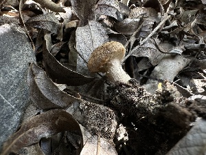  ( - FDS-CA-01645)  @11 [ ] c (2024) Rudy Diaz Fungal Diversity Survey