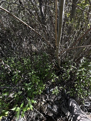  ( - FDS-CA-01645)  @11 [ ] c (2024) Rudy Diaz Fungal Diversity Survey