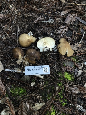  ( - FDS-CA-03335)  @11 [ ] by (2024) Justin Paulin Fungal Diversity Survey