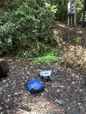  ( - FDS-CA-03335)  @11 [ ] by (2024) Justin Paulin Fungal Diversity Survey