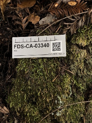  ( - FDS-CA-03340)  @11 [ ] by (2024) Justin Paulin Fungal Diversity Survey