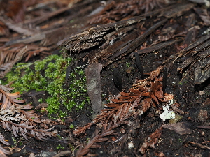  ( - FDS-CA-03336)  @11 [ ] by (2024) Justin Paulin Fungal Diversity Survey