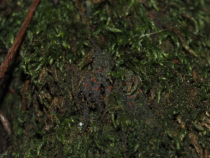  ( - FDS-CA-03340)  @11 [ ] by (2024) Justin Paulin Fungal Diversity Survey