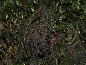  ( - FDS-CA-03340)  @11 [ ] by (2024) Justin Paulin Fungal Diversity Survey