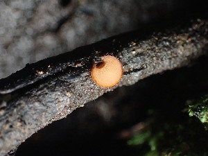  ( - FDS-CA-03347)  @11 [ ] by (2024) Justin Paulin Fungal Diversity Survey
