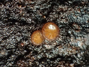  ( - FDS-CA-03347)  @11 [ ] by (2024) Justin Paulin Fungal Diversity Survey