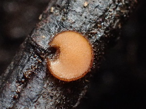  ( - FDS-CA-03347)  @11 [ ] by (2024) Justin Paulin Fungal Diversity Survey