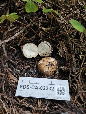  ( - FDS-CA-02232)  @11 [ ] by (2024) Mandy Hackney Fungal Diversity Survey