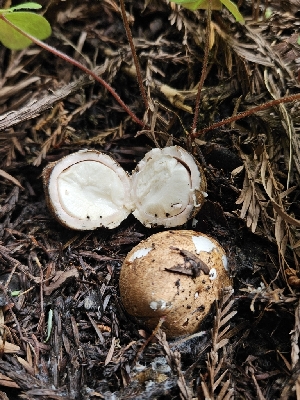  ( - FDS-CA-02232)  @11 [ ] by (2024) Mandy Hackney Fungal Diversity Survey