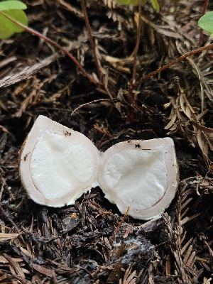  ( - FDS-CA-02232)  @11 [ ] by (2024) Mandy Hackney Fungal Diversity Survey