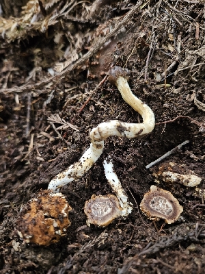  (Tolypocladium sp. WV01 - FDS-CA-02233)  @11 [ ] by (2024) Mandy Hackney Fungal Diversity Survey