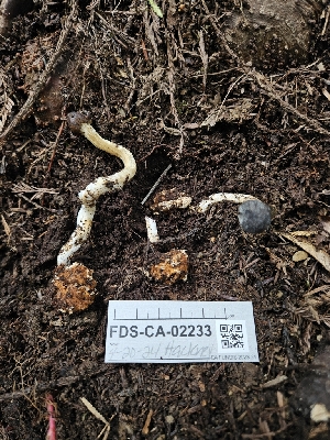  ( - FDS-CA-02233)  @11 [ ] by (2024) Mandy Hackney Fungal Diversity Survey