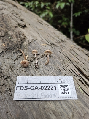  ( - FDS-CA-02221)  @11 [ ] by (2024) Mandy Hackney Fungal Diversity Survey