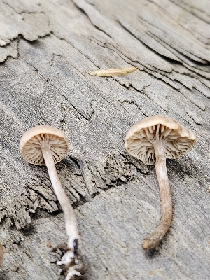  ( - FDS-CA-02221)  @11 [ ] by (2024) Mandy Hackney Fungal Diversity Survey