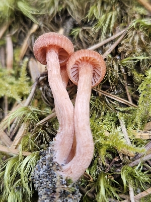  ( - FDS-CA-02210)  @11 [ ] by (2024) Mandy Hackney Fungal Diversity Survey