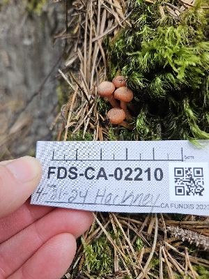  ( - FDS-CA-02210)  @11 [ ] by (2024) Mandy Hackney Fungal Diversity Survey