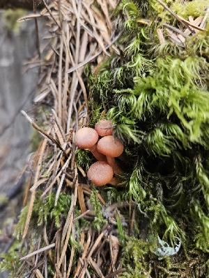  ( - FDS-CA-02210)  @11 [ ] by (2024) Mandy Hackney Fungal Diversity Survey