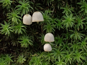  ( - FDS-CA-02237)  @11 [ ] by (2024) Mandy Hackney Fungal Diversity Survey