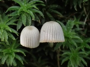  ( - FDS-CA-02237)  @11 [ ] by (2024) Mandy Hackney Fungal Diversity Survey