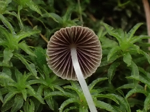  ( - FDS-CA-02237)  @11 [ ] by (2024) Mandy Hackney Fungal Diversity Survey