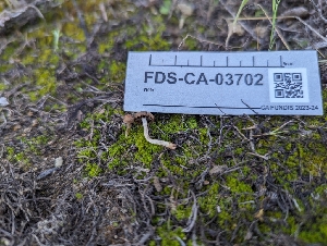  (Panaeolus sp. CA03 - FDS-CA-03702)  @11 [ ] by-nc (2024) Stu Pickell Fungal Diversity Survey