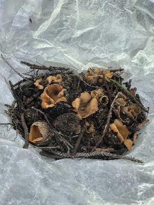  (Pseudotricharina sp. CA01 - FDS-CA-01661)  @11 [ ] c (2024) Rudy Diaz Fungal Diversity Survey