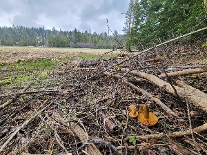  ( - FDS-CA-03594)  @11 [ ] by-nc (2024) Fresno Mycology Society Fungal Diversity Survey