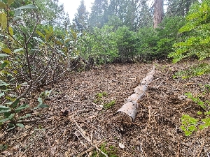  ( - FDS-CA-03595)  @11 [ ] by-nc (2024) Fresno Mycology Society Fungal Diversity Survey