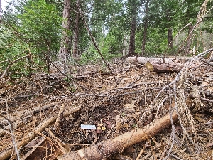  (Calocybe - FDS-CA-03596)  @11 [ ] by-nc (2024) Fresno Mycology Society Fungal Diversity Survey