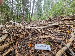  (Caloscypha sp. CA02 - FDS-CA-03597)  @11 [ ] by-nc (2024) Fresno Mycology Society Fungal Diversity Survey