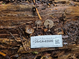  (Arrhenia sp. epichysium-CA01 - FDS-CA-03600)  @11 [ ] by-nc (2024) Fresno Mycology Society Fungal Diversity Survey