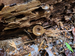  ( - FDS-CA-03600)  @11 [ ] by-nc (2024) Fresno Mycology Society Fungal Diversity Survey