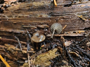  ( - FDS-CA-03600)  @11 [ ] by-nc (2024) Fresno Mycology Society Fungal Diversity Survey
