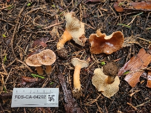  ( - FDS-CA-04202)  @11 [ ] by-nc (2024) Fresno Mycology Society Fungal Diversity Survey