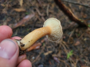  ( - FDS-CA-04202)  @11 [ ] by-nc (2024) Fresno Mycology Society Fungal Diversity Survey